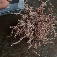 Senecio Cineraria in Pot - Rust - Artificial Plant - heart deco